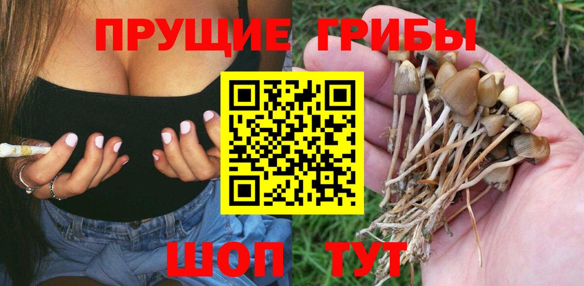 закладка  Псилоцибиновые грибы ЛСД  Вход с VPN  Родники  Псилоцибиновые грибы Psilocybe 